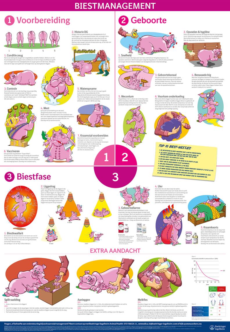 Swine Biestposter Management  1100 x 1584.jpg