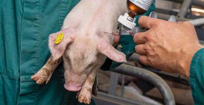 Swine Vaccinatie big 1554x800.jpg