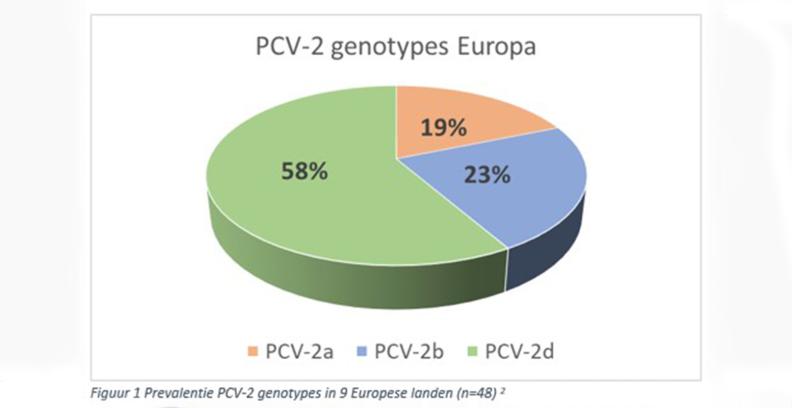 Swine 2021_05_SEU-PCV-2 genotypes Europa 1554x800.jpg