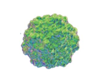 Swine Mutaties en recombinaties van virussen om rekening mee te houden | Deel 3:4 | Circo type 2 : PCV-2 672x526.jpg