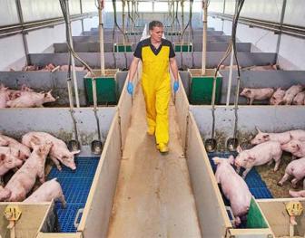 Swine Vier bedrijven werken naar continue uitstroom PRRS-vrije biggen 672x526.jpg