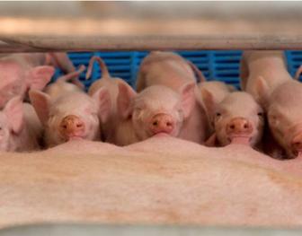 Swine Biggen 672x526.jpg