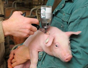 Swine PCV-2 genotypes; de feiten 672 x 526.jpg