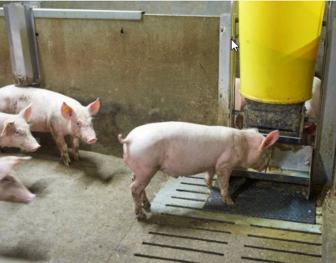 Swine PIA Vaccinatie 672x526.jpg