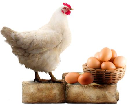 Kip met eieren