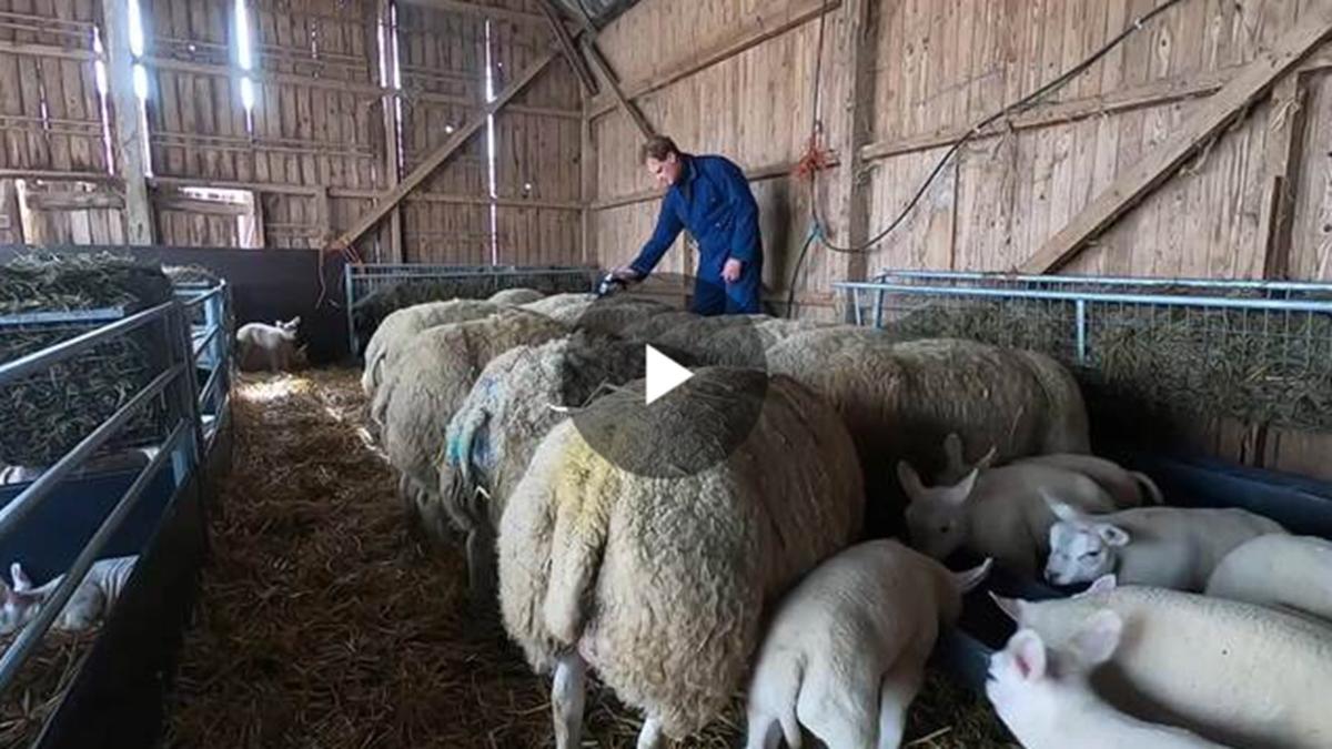 12 schapen vaccineren in 1.5 minuut