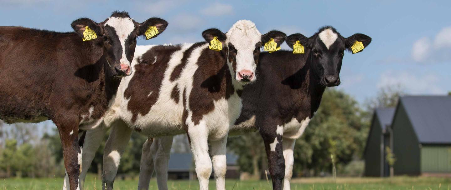 Persbericht Boehringer Ingelheim ontvangt officiële registratie voor ...