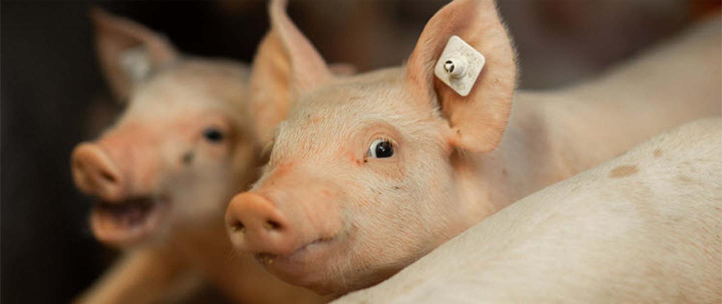 Swine Diagnostiek & Aanpak 2880 x 1216.jpg