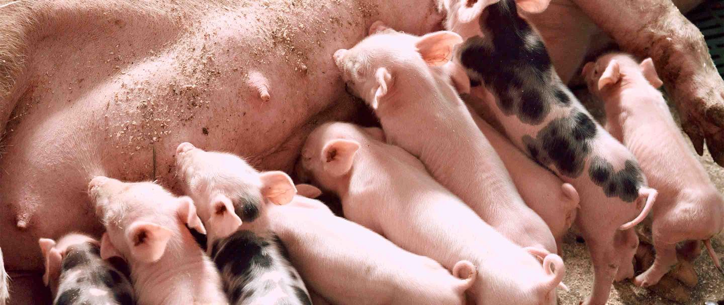 Swine piglets 2880x1216.jpg