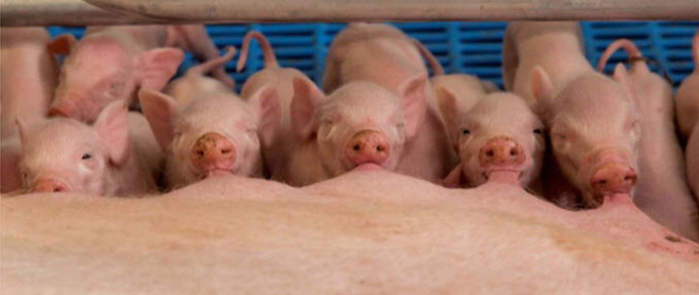 Swine Biggen 2880x1216.jpg