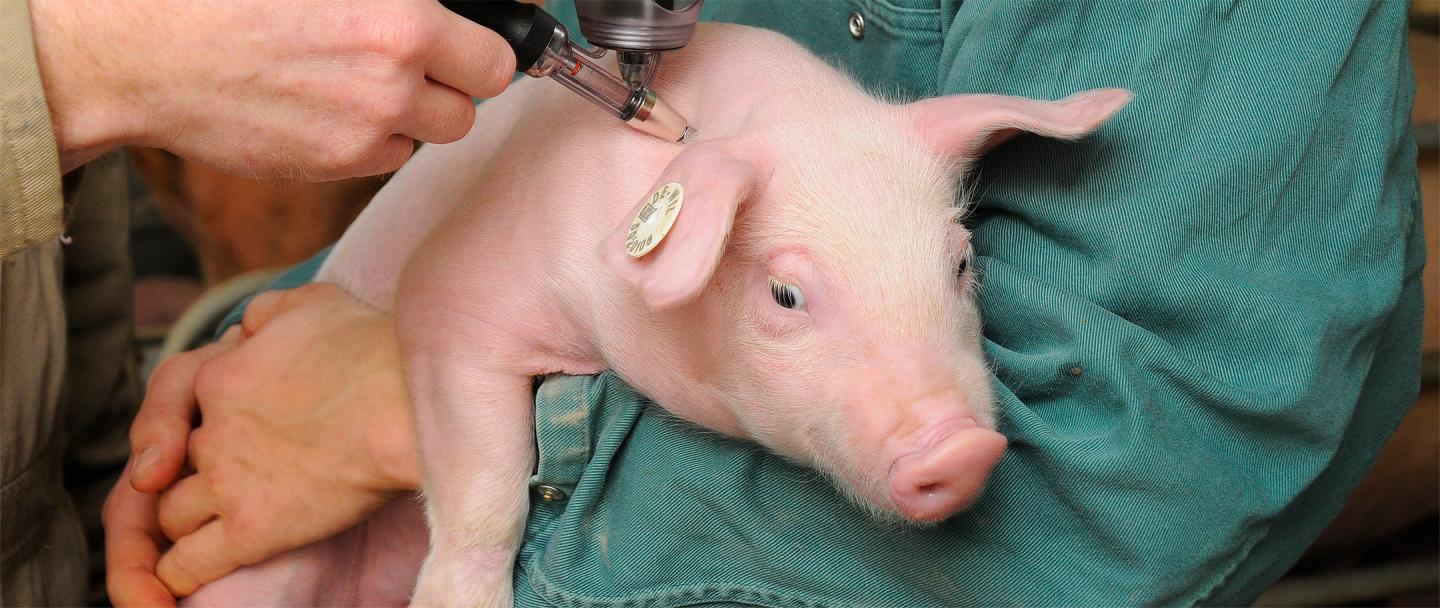 PCV-2 genotypes; de feiten | Veegezondheid