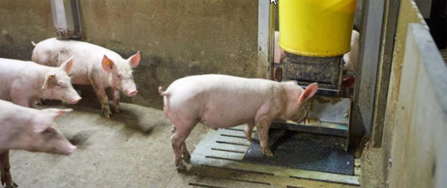 Swine PIA Vaccinatie 2880x1216.jpg