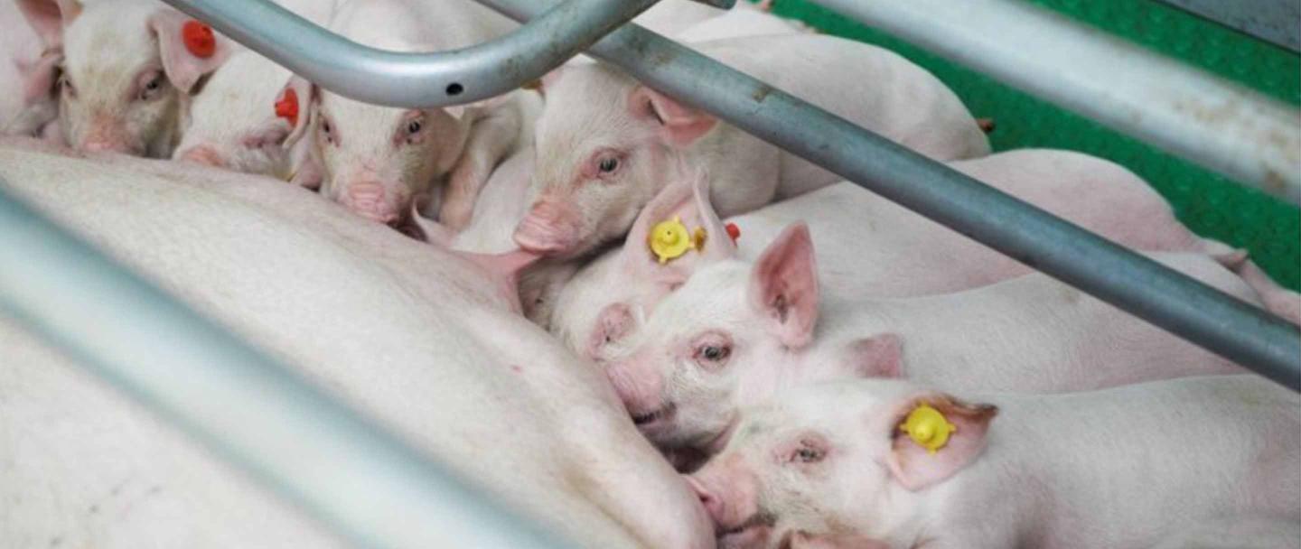 Bijwerkingen vaccineren verhogen de faalkosten | Veegezondheid