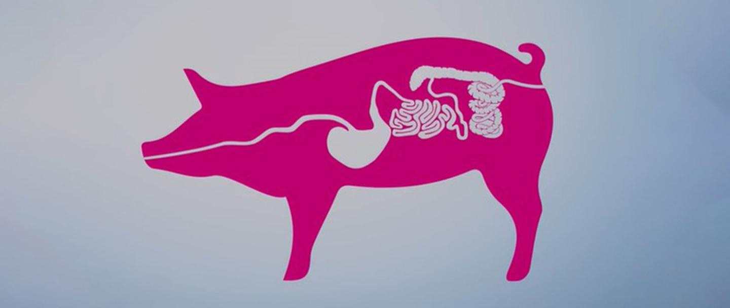 Swine rol-van-microbioom 2880x1216.jpg