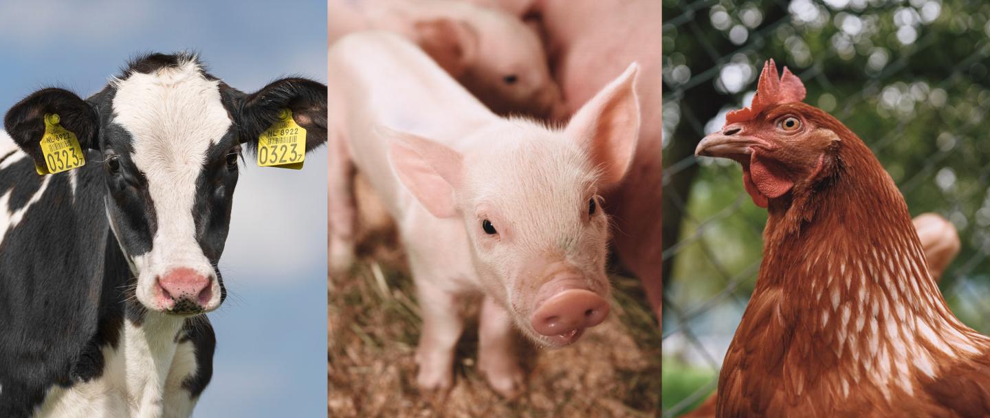 Home | Veegezondheid