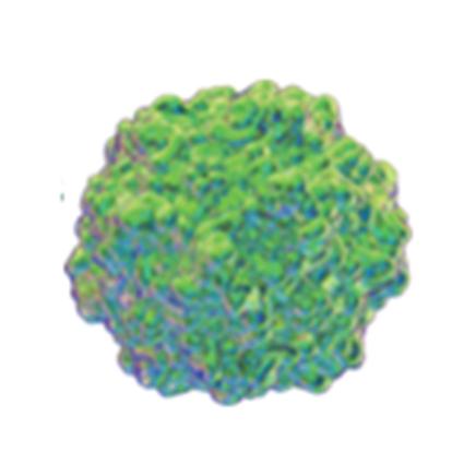 Swine Mutaties en recombinaties van virussen om rekening mee te houden | Deel 3:4 | Circo type 2 : PCV-2 850x872.jpg 