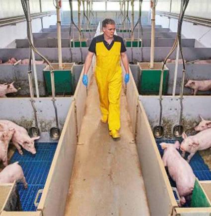 Swine Vier bedrijven werken naar continue uitstroom PRRS-vrije biggen 850x872.jpg