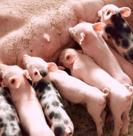 Swine piglets 872x850.jpg