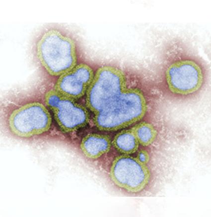 Swine Mutaties en recombinaties 1 872x850.jpg