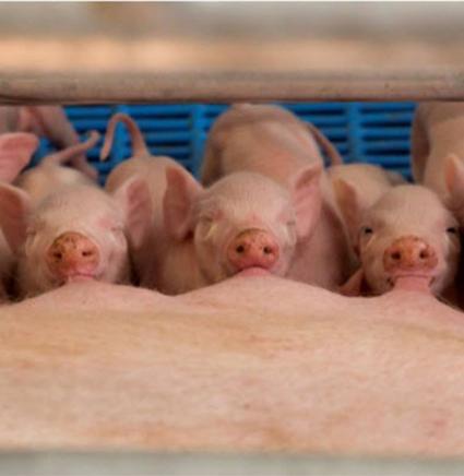 Swine Biggen 850x872.jpg