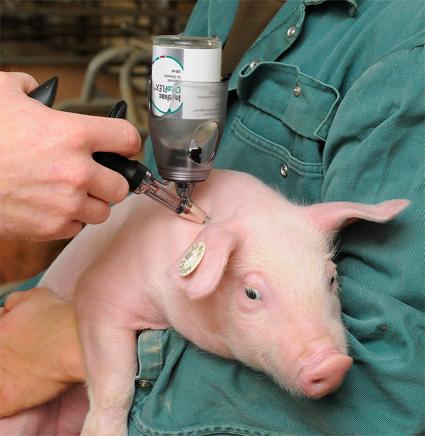 Swine PCV-2 genotypes; de feiten 850x872.jpg