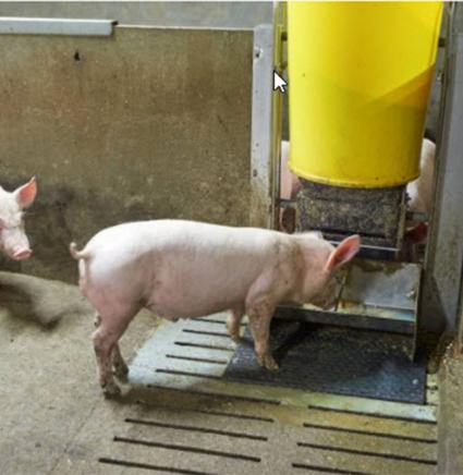 Swine PIA Vaccinatie 850x872.jpg