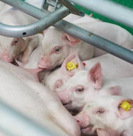 Swine bijwerkingen-vaccineren-verhogen -faalkosten 872x850.jpg