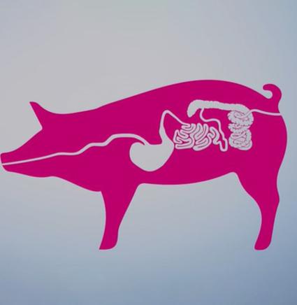Swine rol-van-microbioom 872x850.jpg