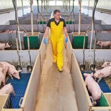 Swine Vier bedrijven werken naar continue uitstroom PRRS-vrije biggen 400px.jpg